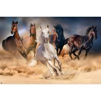 Poster Five Horses 91,5x61cm