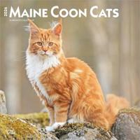 Maine Coon Kalender 2026