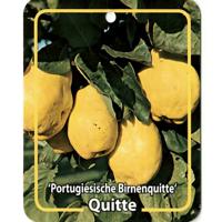 Cydonia Portugiesische Birnenquitte - Oosterik home