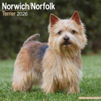 Norwich en Norfolk Terrier Kalender 2026