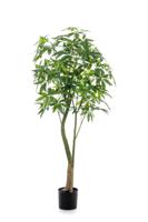 Pachira tree 180 cm - Emerald