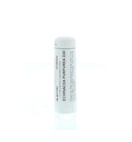 Echinacea purpurea D30