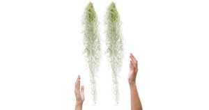 Plantasy Tillandsia luchtplant Usneoides Spaans mos 2 stuks 50cm grijsachtig, gekruld, geen wortels, badkamer plant