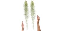 Plantasy Tillandsia luchtplant Usneoides Spaans mos 2 stuks 50cm grijsachtig, gekruld, geen wortels, badkamer plant - thumbnail