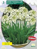 Zomer Bloembollen Ornithogalum Saundersiae per 3 - Baltus