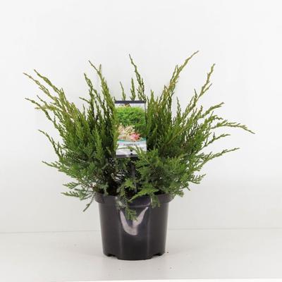 Juniperus pfitzeriana mint julep 45 cm - Warentuin natuurlijk