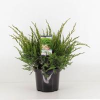 Juniperus pfitzeriana mint julep 45 cm - Warentuin natuurlijk