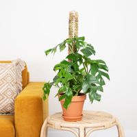 Rhaphidophora Tetrasperma - Philodendron Minima - P12 - thumbnail