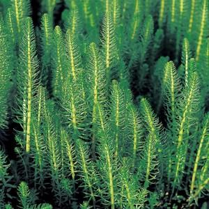 Lidsteng (Hippuris vulgaris) zuurstofplant - 6 stuks