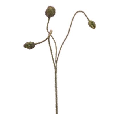 Poppy