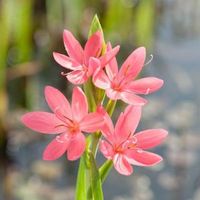 Roze kafferlelie (Schizostylis coccinea &ldquo;Mrs Hegarty&rdquo;) moerasplant - 6 stuks