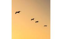 Goossens Schilderij Fly Bird, 74 x 74 cm