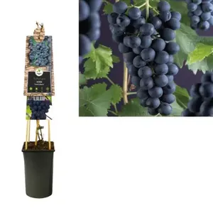 Klimplant Vitis Frankenthaler - Blauwe Druiven