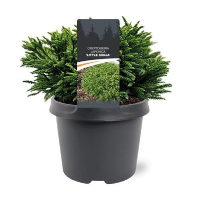 Cryptomeria jap. Little Sonja 20-25 cm Conifeer - Warentuin natuurlijk