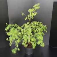 Japanse esdoorn (Acer palmatum "Dissectum") heester - 60-80 cm - 1 stuks - thumbnail