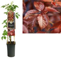 Klimplant Parthenocissus quinquefolia 75 cm Wilde wingerd Van der Starre - Van der starre