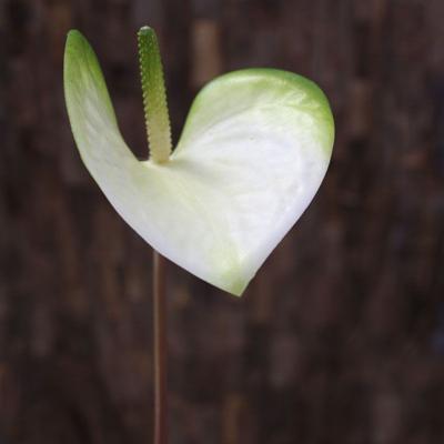 Anthurium kunstplant M 55 cm wit-groen