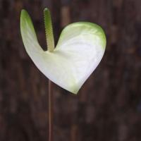 Anthurium kunstplant M 55 cm wit-groen