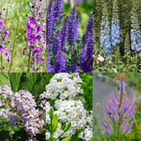 Borderpakket blauw/violet/wit