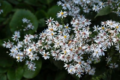 Aster