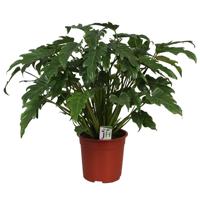 Philodendron Xanadu - P 21 cm
