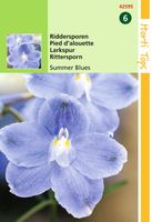 Delphinium Grandiflorum Summer Blues - Hortitops - thumbnail