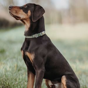 Hunter Inari Alu-Strong Groen Polyester XL Hond Standaard halsband