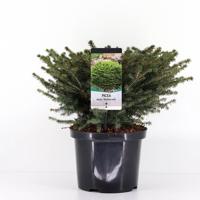 Picea abies nidiformis 40-50 cm - Warentuin natuurlijk