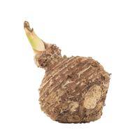 Colocasia Esculenta knol (Taro olifantsoor)