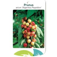 Prunus Avium Bigarreau Napoleon - Oosterik home