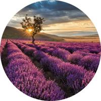 Fotobehang - Lavender in the Provence 140x140cm rond - Vliesbehang - thumbnail
