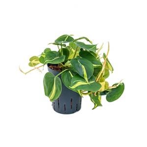 Philodendron grand brasil hydrocultuur hangplant