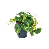 Philodendron grand brasil hydrocultuur hangplant - thumbnail