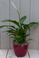 Lepelplant Spathiphyllum rode pot 40 cm - Warentuin Natuurlijk