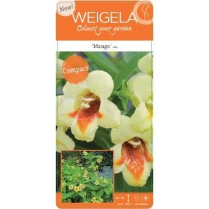 Weigela Florida struik Mango - 3 stuks