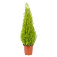 Kamerconifeer (Cupressus goldcrest wilma) - P 23 cm