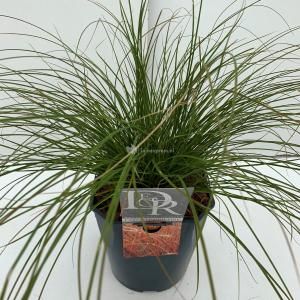 Zegge (Carex testacea "Prairie Fire") siergras - In 5 liter pot - 1 stuks