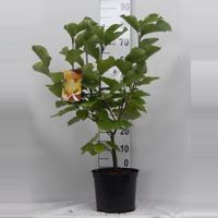 Magnolia struik Elizabeth - 6 stuks