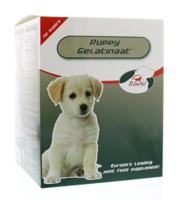 Primeval Gelatinaat puppy Primeval Gelatinaat puppy