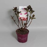 Hydrangea Macrophylla "Charming® Sophia Pink"® boerenhortensia - 25-30 cm - 1 stuks