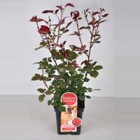 Grootbloemige roos Parfum de Nature (rosa "Duftfestival"®) - C5 - 1 stuks - thumbnail