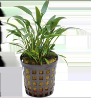 AquaVitaal Cryptocoryne Amicorum