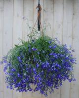 Hangplant Lobelia blauw Warentuin Natuurlijk - Warentuin natuurlijk