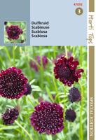 HTS Scabiosa, Duifkruid diep donkerpaars - Hortitops