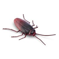 Robo Alive Cockroach Series 2 Glow In The Dark Zuru - thumbnail