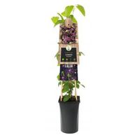 Grootbloemige Clematis Romantika 120 cm klimplant - thumbnail
