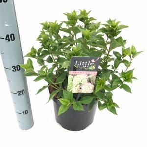 Hydrangea Paniculata "Little Lime"® pluimhortensia - 35-40 cm - 1 stuks