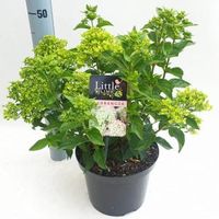 Hydrangea Paniculata "Little Lime"® pluimhortensia - 35-40 cm - 1 stuks - thumbnail
