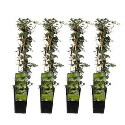 Hedera Helix (4 stuks) - Klimop - P15