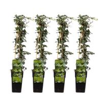 Hedera Helix (4 stuks) - Klimop - P15